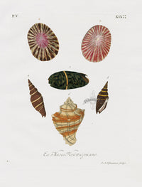 Knorr Shells Original Folio Banded Dye-murex - Panteek Antique Prints