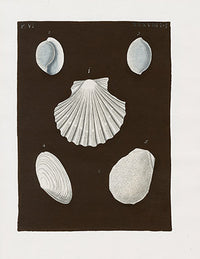 Knorr Shells Original Folio Bivalve Shells - Panteek Antique Prints