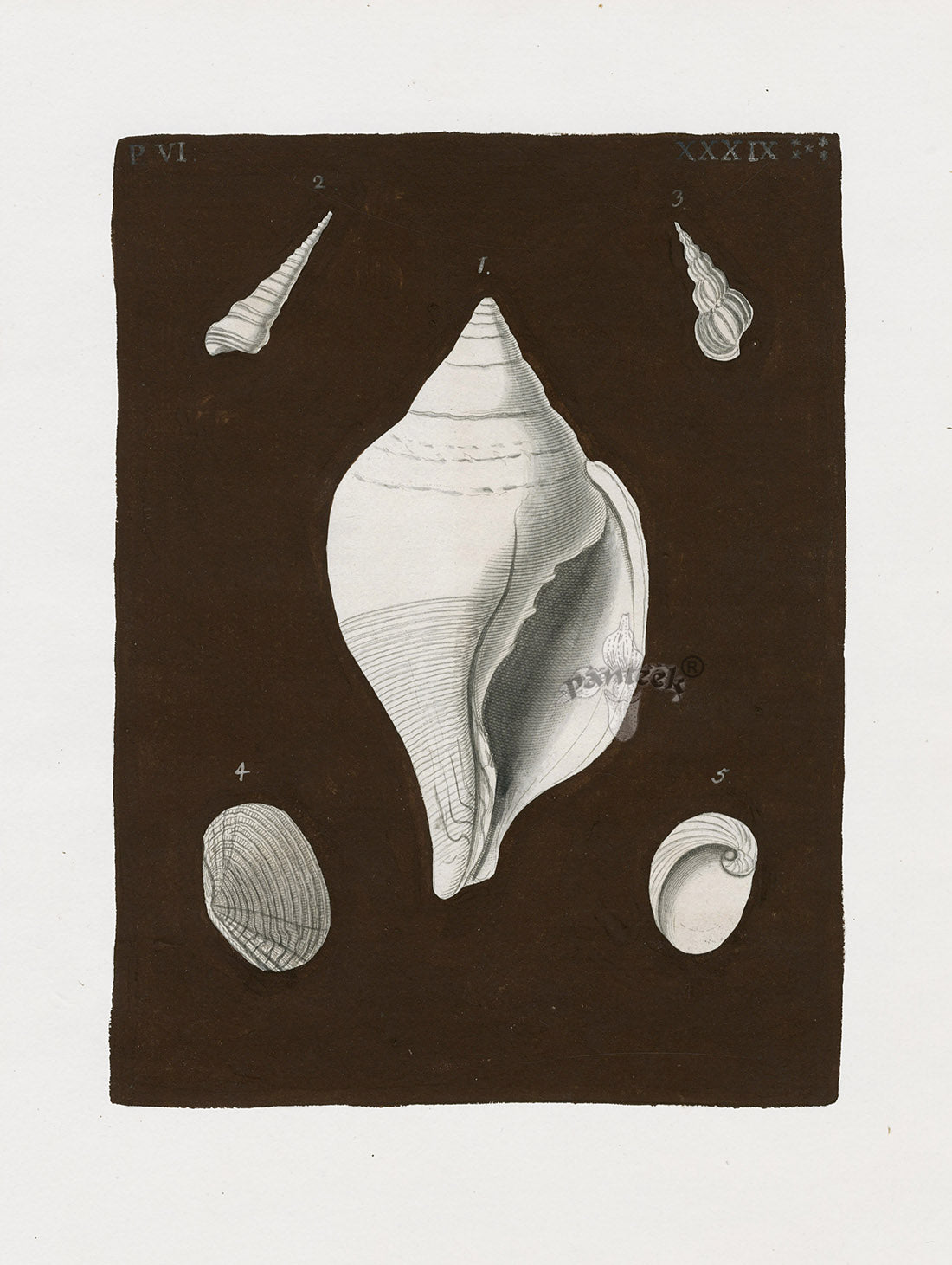 Knorr Shells Original Folio Chank, Conch