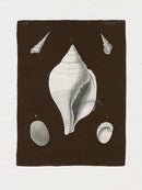 Knorr Shells Original Folio Chank, Conch - Panteek Antique Prints