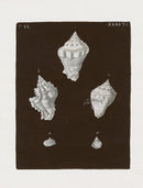 Knorr Shells Original Folio Chank Shells - Panteek Antique Prints