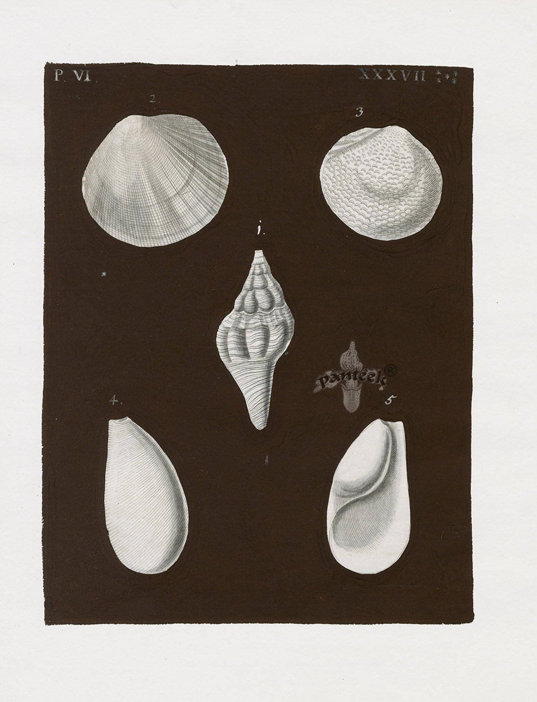 Knorr Shells Original Folio Cockle