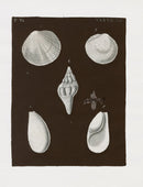Knorr Shells Original Folio Cockle - Panteek Antique Prints