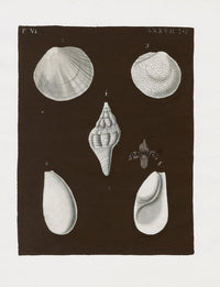 Knorr Shells Original Folio Cockle - Panteek Antique Prints