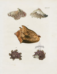 Knorr Shells Original Folio Conch - Panteek Antique Prints