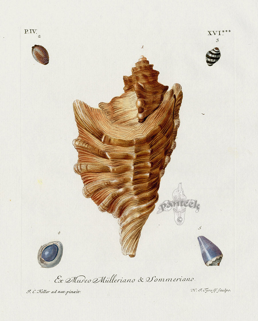 Knorr Shells Original Folio Conch Shell