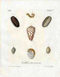 Knorr Shells Original Folio Cone - Panteek Antique Prints