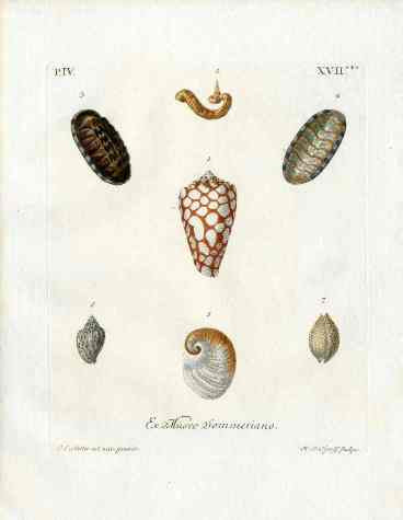 Knorr Shells Original Folio Cone