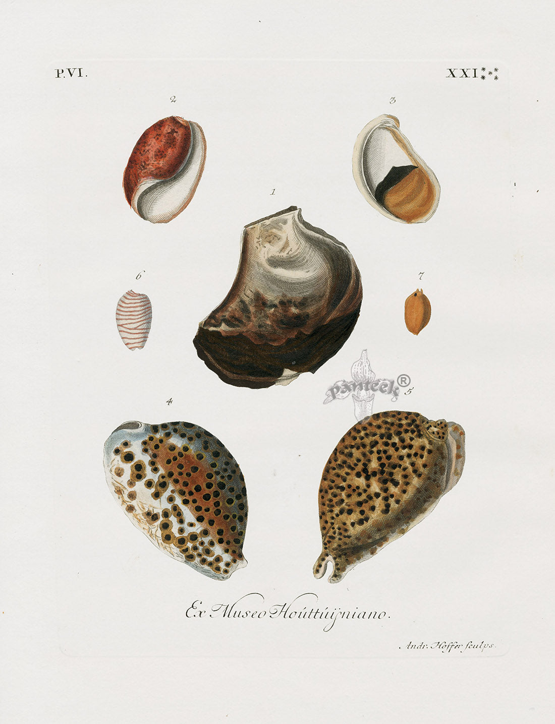 Knorr Shells Original Folio Cowrie, Clam