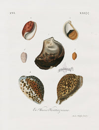 Knorr Shells Original Folio Cowrie, Clam - Panteek Antique Prints