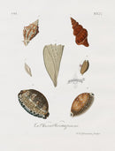 Knorr Shells Original Folio Cowrie, Conch - Panteek Antique Prints