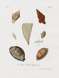Knorr Shells Original Folio Cowrie, Conch - Panteek Antique Prints