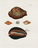Knorr Shells Original Folio Cowrie Shells - Panteek Antique Prints