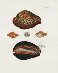 Knorr Shells Original Folio Cowrie Shells - Panteek Antique Prints