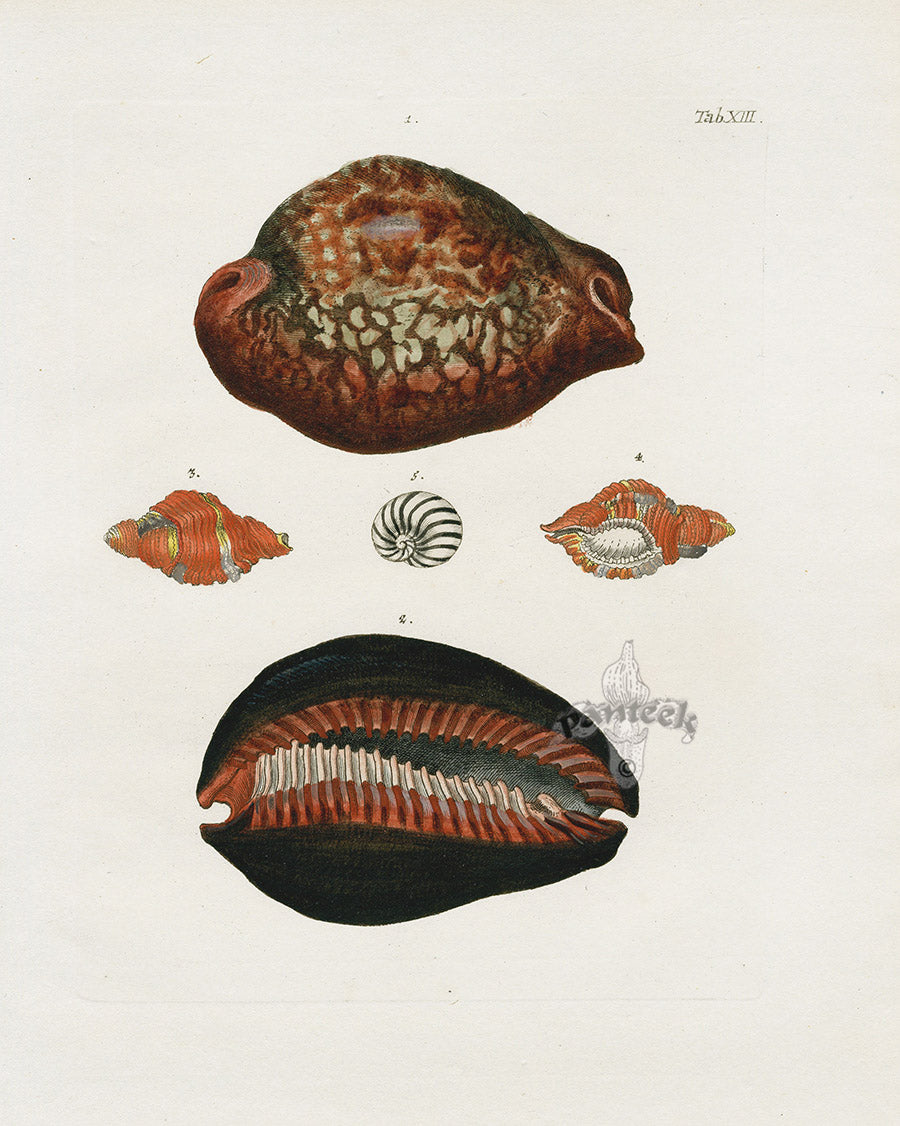 Knorr Shells Original Folio Cowrie Shells