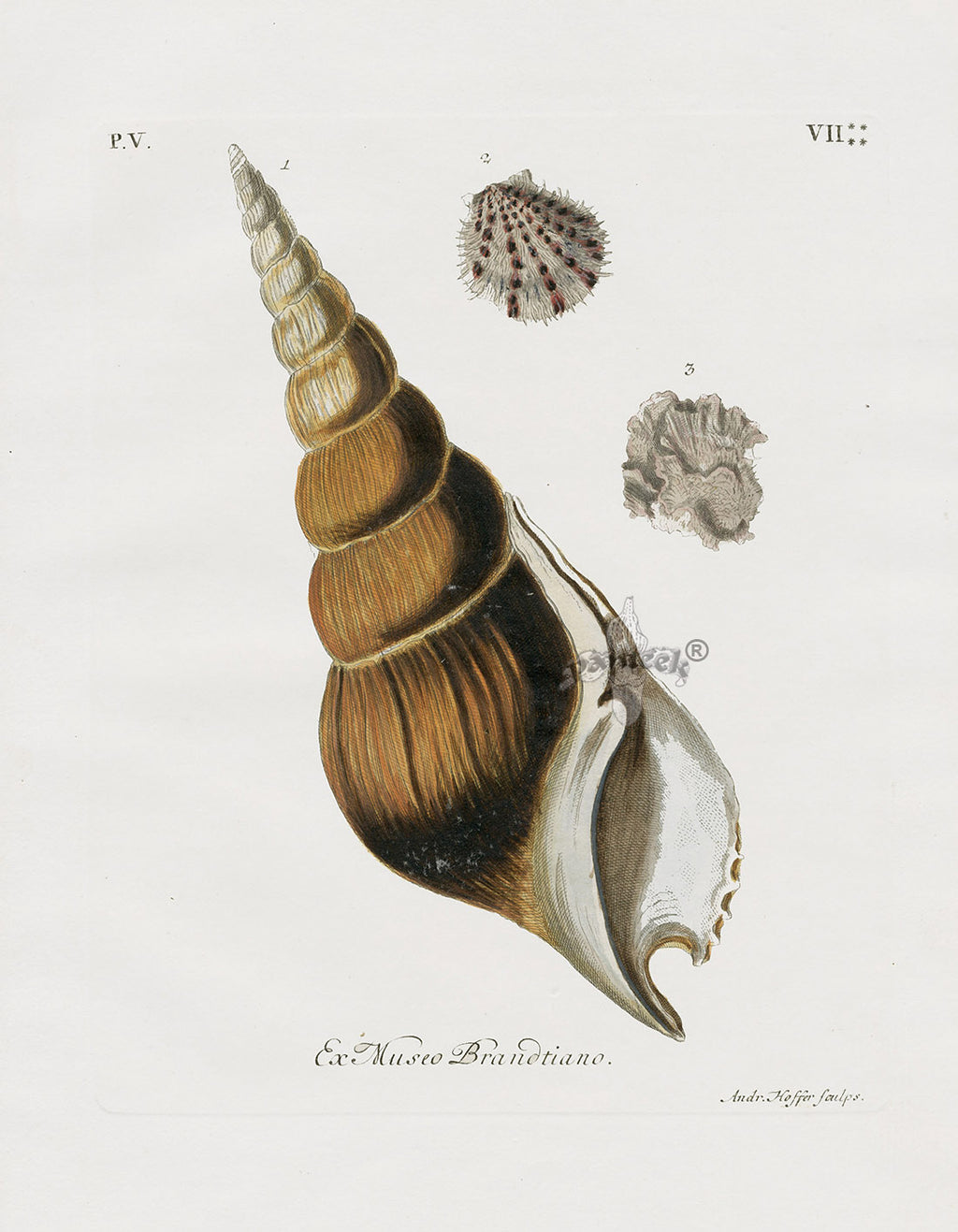 Knorr Shells Original Folio Fusus Shell | Panteek Antique Prints