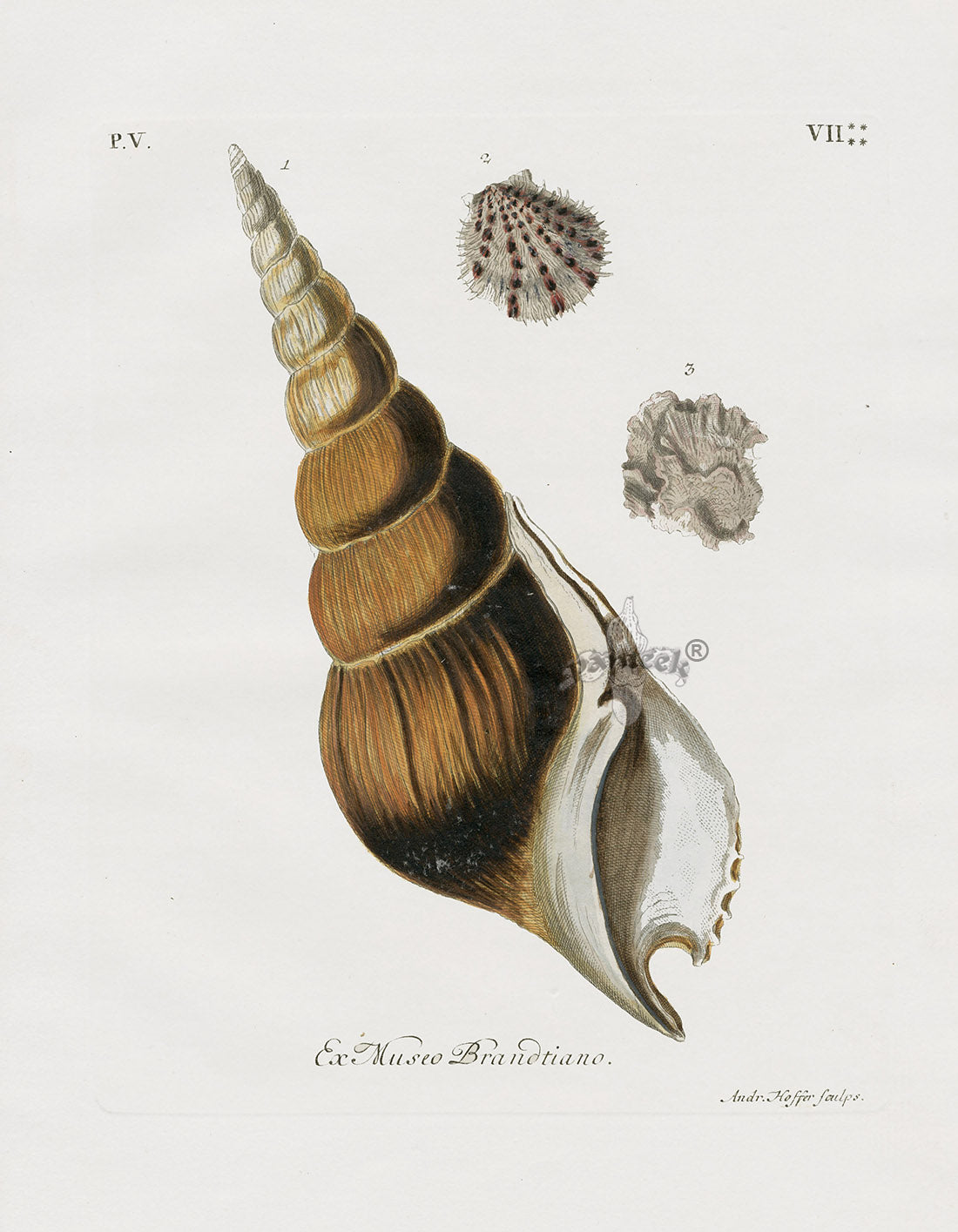 Knorr Shells Original Folio Fusus Shell