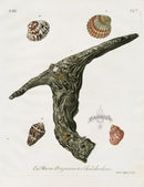 Knorr Shells Original Folio Hammer Oyster - Panteek Antique Prints