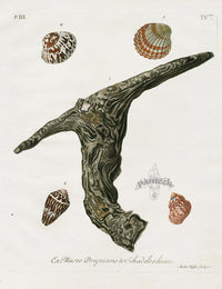 Knorr Shells Original Folio Hammer Oyster - Panteek Antique Prints