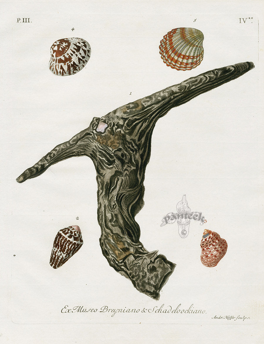 Knorr Shells Original Folio Hammer Oyster