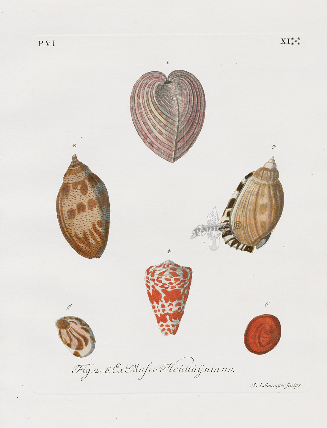 Knorr Shells Original Folio Heart Cockle