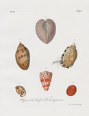 Knorr Shells Original Folio Heart Cockle - Panteek Antique Prints
