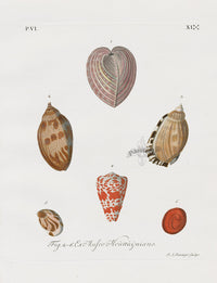 Knorr Shells Original Folio Heart Cockle - Panteek Antique Prints