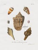 Knorr Shells Original Folio Hebrew Volute - Panteek Antique Prints