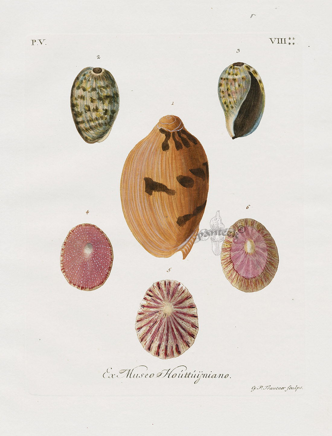 Knorr Shells Original Folio Indian Volute | Panteek Antique Prints