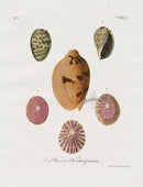 Knorr Shells Original Folio Indian Volute - Panteek Antique Prints