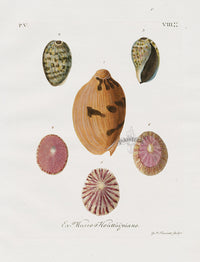 Knorr Shells Original Folio Indian Volute - Panteek Antique Prints