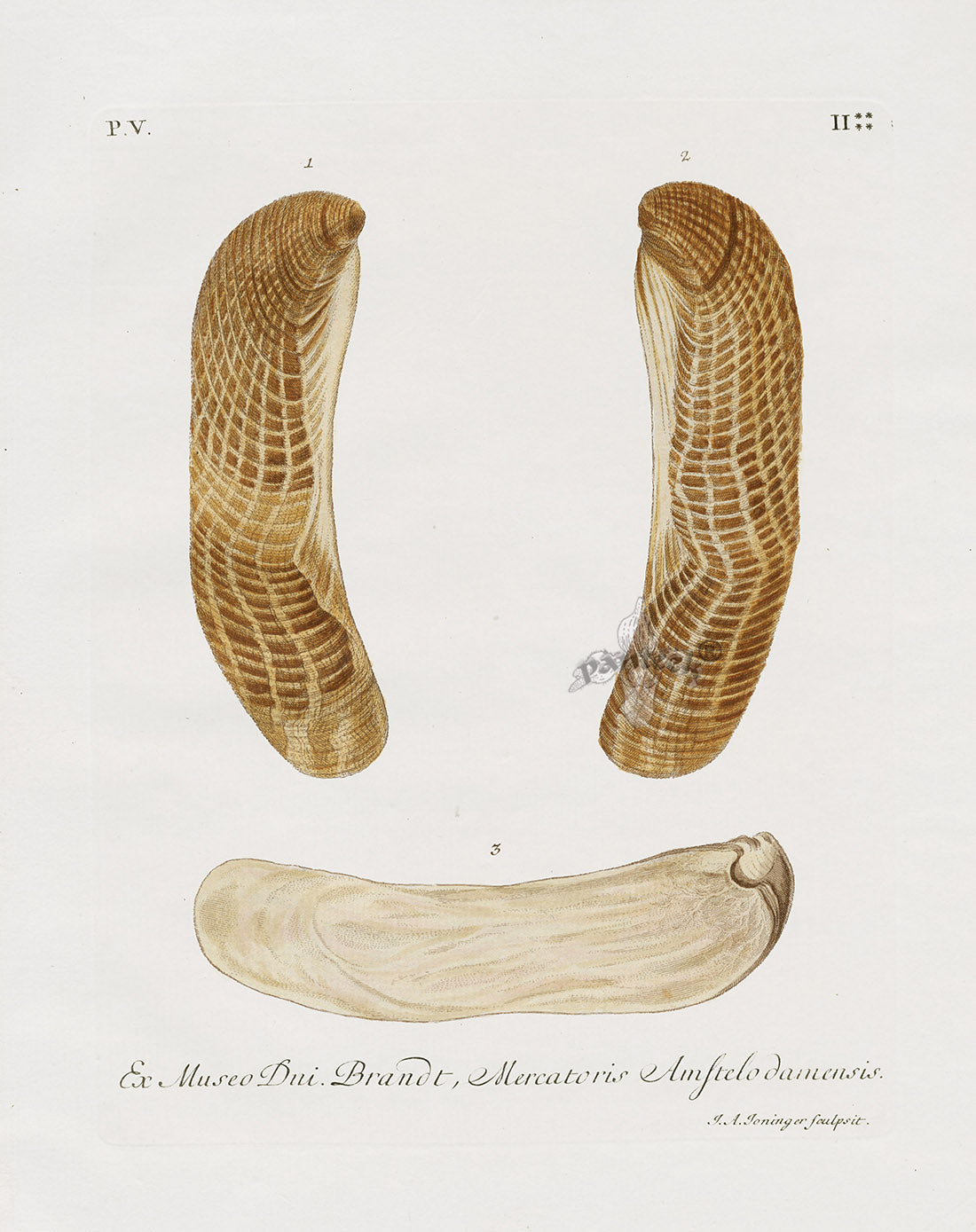 Knorr Shells Original Folio Jackknife Clams