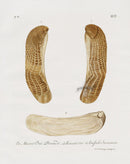 Knorr Shells Original Folio Jackknife Clams - Panteek Antique Prints