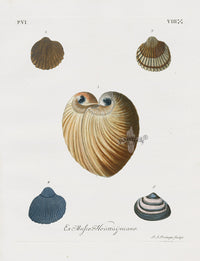 Knorr Shells Original Folio Large Heart Cockle - Panteek Antique Prints