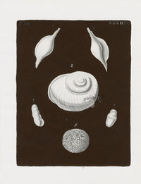 Knorr Shells Original Folio Mollusk - Panteek Antique Prints