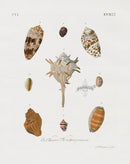 Knorr Shells Original Folio Murex Shell - Panteek Antique Prints