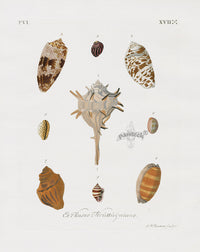 Knorr Shells Original Folio Murex Shell - Panteek Antique Prints