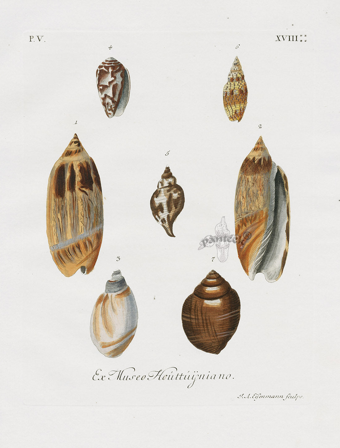 Knorr Shells Original Folio Murex Shells