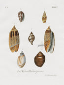 Knorr Shells Original Folio Murex Shells - Panteek Antique Prints