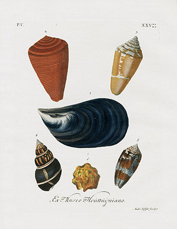 Knorr Shells Original Folio Mussels