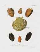 Knorr Shells Original Folio Mussels, Scallops - Panteek Antique Prints