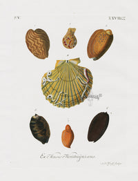 Knorr Shells Original Folio Mussels, Scallops - Panteek Antique Prints