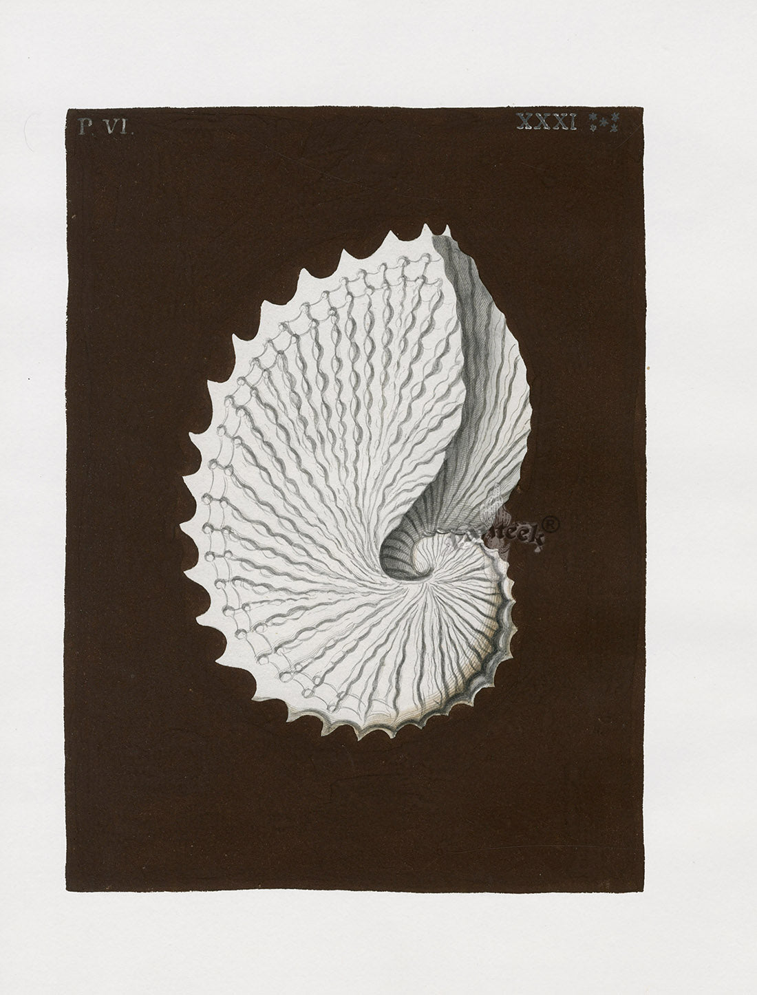Knorr Shells Original Folio Paper Nautilus