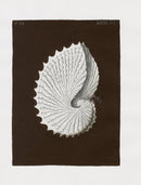 Knorr Shells Original Folio Paper Nautilus - Panteek Antique Prints