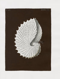 Knorr Shells Original Folio Paper Nautilus - Panteek Antique Prints