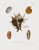 Knorr Shells Original Folio Rocher Murex - Panteek Antique Prints