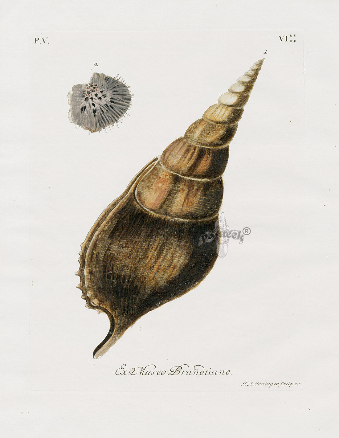 George Wolfgang Knorr Seashell Prints 1757
