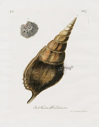 Knorr Shells Original Folio Rostellaire - Panteek Antique Prints