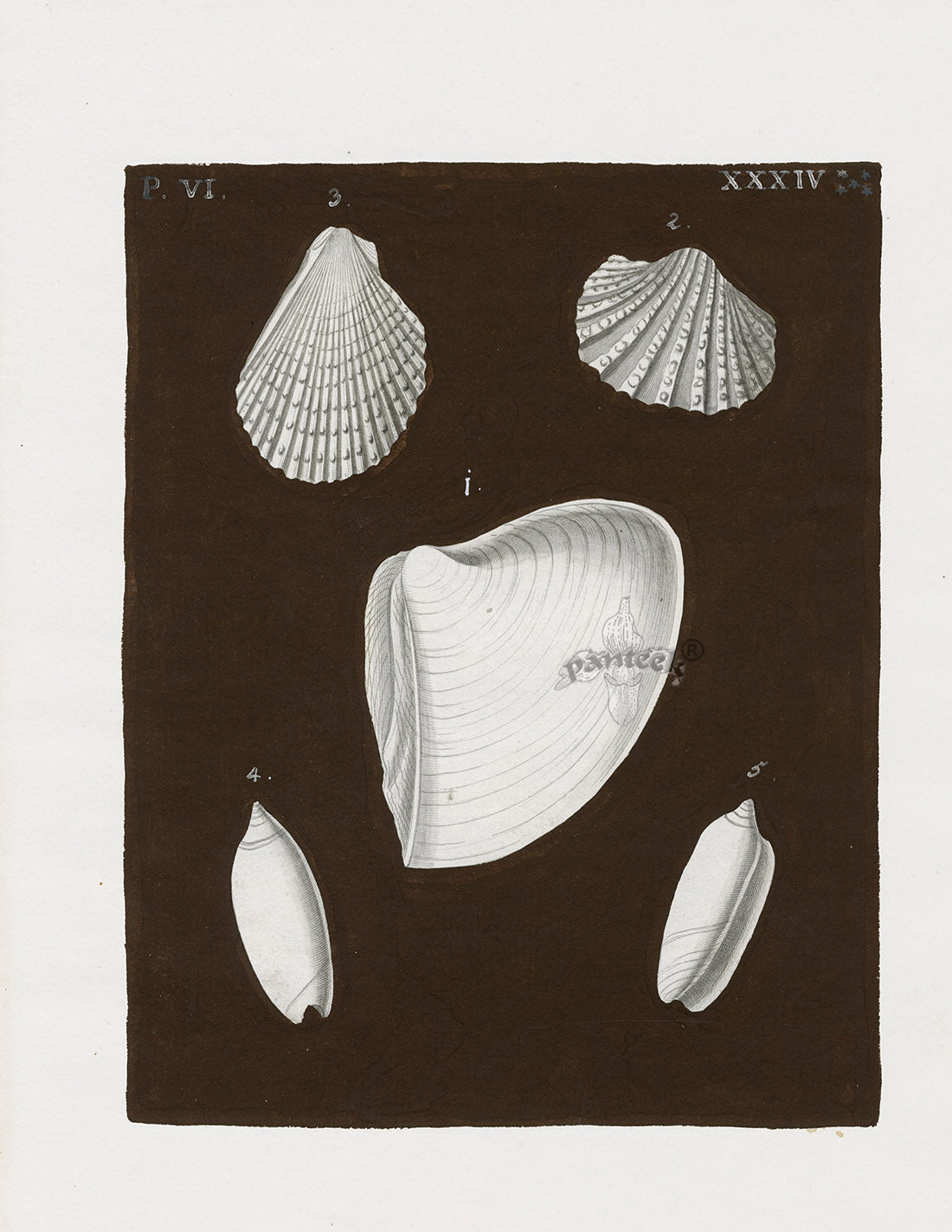 Knorr Shells Original Folio Scallop