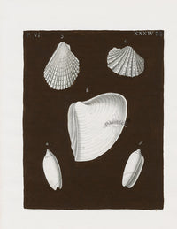 Knorr Shells Original Folio Scallop - Panteek Antique Prints
